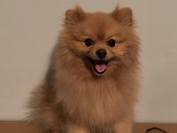 POMERANİAN 3 YAŞINDA ERKEK SAHİBİNDEN