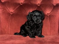 Maltipoo 35 günlük yavrularımız