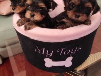 Yorkshire Terrier Tea