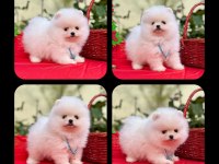 Pomeranian teddy face yavrular