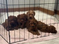 Güzel ve sağlıklı poodle bebekler