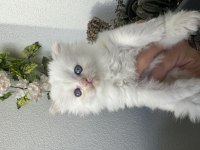 British Longhair Point