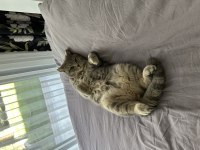 16 Aylık British Shorthair