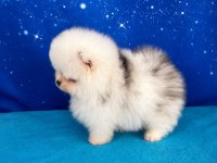 Pomeranian Beyaz Merle Mavi Gözlü
