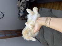 SAFKAN HOLLANDA LOP TAVŞAN GÖNDERİM VAR