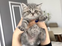 Blue tabby erkek bebek british longhair