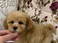 OYUNCAK GİBİ MALTİPOO OĞLUMUZ