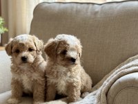 Safkan korekan poodle bebekler