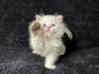 British Longhair Golden Point Erkek Yavru