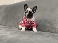 Black merle ten french bulldog