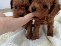 Teddy face toy poodle