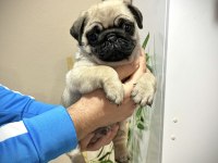 Pug Mops Üst kalite yavrular