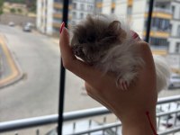 Yavru safkan Coronet Guinea Pig kafesi yemi her şeyi mevcut