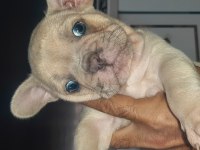 French bulldog erkek