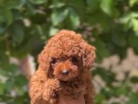 1. Sınıf A kalite poodle yavrularımız