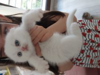 Güzel kızım yeni yuvasına gitmek için hazır scottish fold