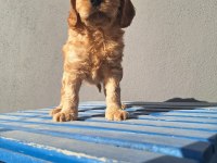 Maltipoo bebeler sevimli hareketli