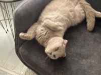 3 yaşında scottish fold kısır kedime yuva arıyorum