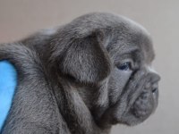 BLUE FRENCH BULLDOG YAVRULARI EN İYİ RENK SKADASI