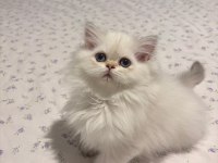 Safkan British Longhair Dişi Bebek