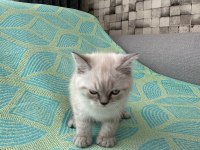 ERKEK BRİTİSH SHORTHAİR 2 AYLIK YAVRU