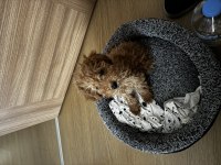 3 Aylık Erkek Poodle