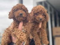 Show kalite kore toy poodle yavrularımız