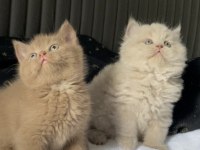 British shorthair kızlarım (cinnamon fawn ve lilac)