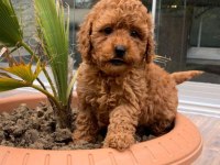 IRK VE SAGLIK GARANTİLİ POODLE
