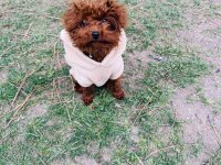 Poodle yavru dişi
