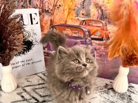Show Kalite British Longhair Yavrular Yeni Yuvasını Arıyor