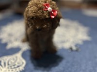 Toy poodle 3 aylık
