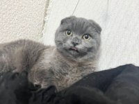Scottish fold 8 aylık dişi