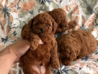 Kore Toy Poodle Yavruları