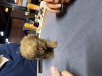 Sıfır boy toy poodle