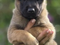 Malinois Saf Irk