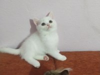Gitmeye hazır dişi british shorthair kedim