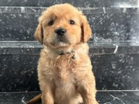 A kalite sağlık ırk garantili golden retriever yavrular