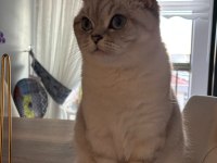 3 yaşında british shorthair
