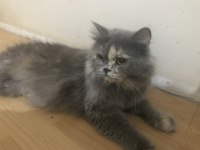 Güzel british longhair kızıma yuva arıyorum