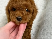 Irk Ve Sağlık Garantılı Toy Poodle