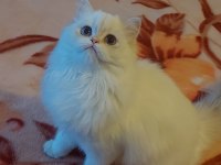 British Longhair Dişi