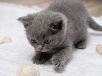 British shorthair 45 günlük