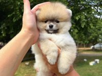 Orange Pomeranian Boo Teddy Face