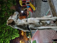 Golden retriever dostumu sahiplendirmek zorundayım
