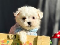 TEDDY FACE MALTİPOO BEBEKLERİMİZ