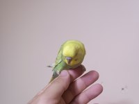 Jumbo Muhabbet Kuşu Yavrular