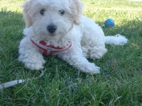 MALTİPOO 4 AYLIK