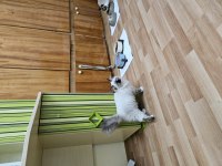 Sahiplenmek İsteyenler İçin Ragdoll Dişi Yavrum Tarçın