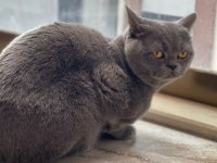 British shorthair 18 aylık erkek